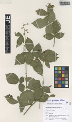 JE00029717_1_Rubus_grossus.zif
