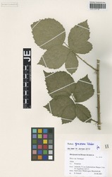 JE00029717_2_Rubus_grossus.zif
