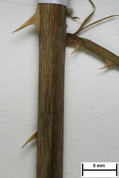 JE00029717_s_Rubus_grossus.jpg