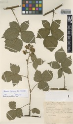 JE00029719_1_Rubus_grossus.zif