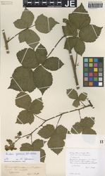 JE00029719_2_Rubus_grossus.zif