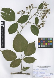 Jansen01107071_1_Rubus_circipanicus.zif