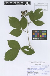 Jansen01308252_1_Rubus_neumannianus.zif