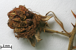 Jansen0909207_b_Rubus_winteri.jpg