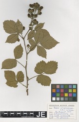 Jansen7808261_2_Rubus_circipanicus.zif