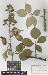 Matzke9307151_1_Rubus_winteri.zif