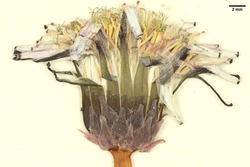 STU-TarSüdD550_Taraxacum_frisicum_kb.jpg